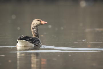 Fototapeta premium Greylag goose Anser Anser swimming