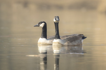 Canadian geese Branta Canadensis