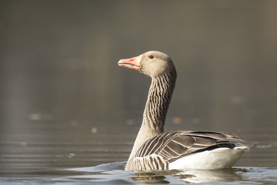 Greylag goose Anser Anser swimming