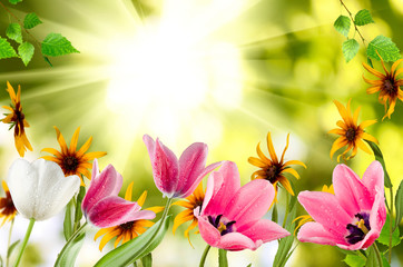 Image of different beautiful flowers in the garden against the sun