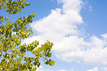 Treetop and blue sky