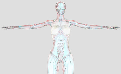 Human anatomy 3D futuristic scan technology with xray-like view of human body. Female torso front showing. On light background. Vibrant colors.Illustration.