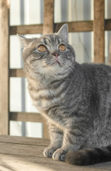  fat cat is heated on a solar terassa