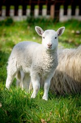 Naklejka premium Süßes Lamm stehend auf einer Weide bei seiner Mutter