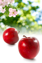 image of apples  in the garden on a green background closeup