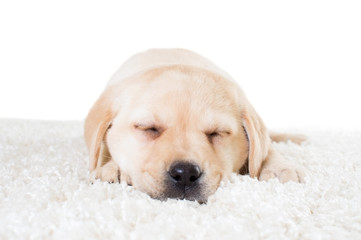 labrador puppy sleeping on a fluffy carpet