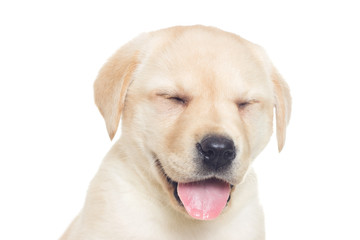 funny muzzle puppy