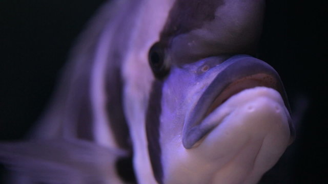 African Cichlid fishes searching for food between snags and green plants