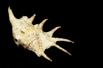 shell , underwater, marine life , on a black background