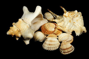 shell , underwater, marine life , on a black background