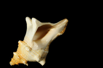 shell , underwater, marine life , on a black background