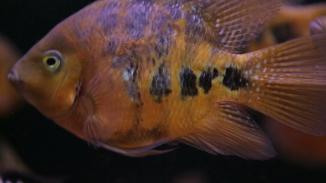 African Cichlid fishes searching for food between snags and green plants