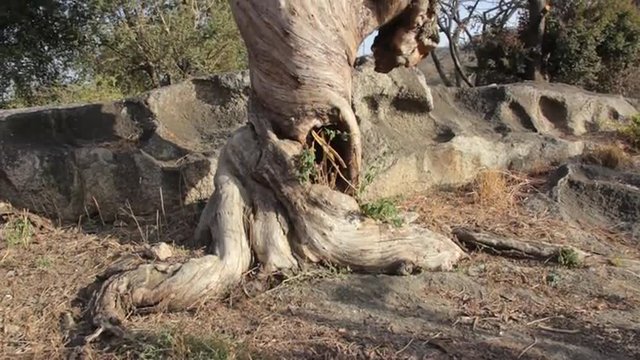 Large dry tree