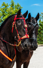 Chevaux Andalous © Pictures news