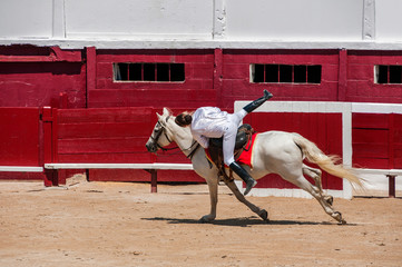 Spectacle  équestre