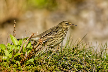 Meadow Pipit