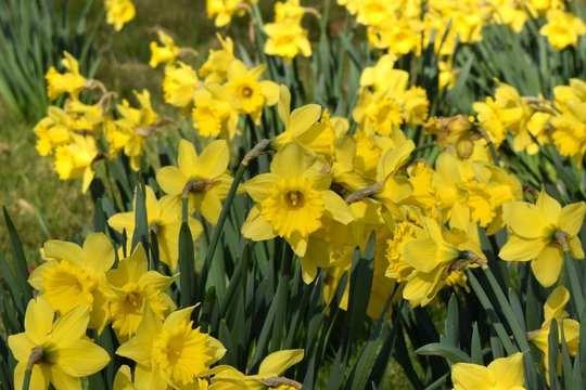 Daffodils in Spring close up