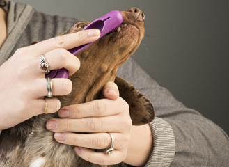 Obraz premium Beautiful young woman with curly brown hair brushes small dachshund's teeth