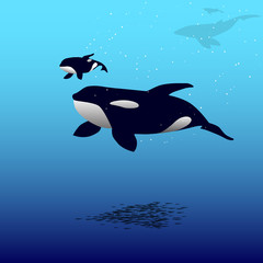 Obraz na płótnie Canvas Orca whale