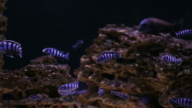 African Cichlid fishes searching for food between snags and green plants
