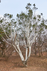 Lacebark pine