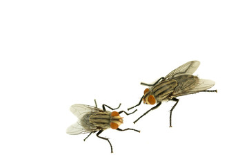 Fototapeta na wymiar Two housefly on white isolated background