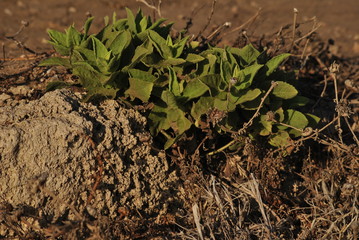 Ground flower