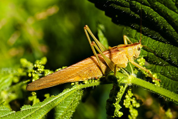 Field grasshopper on a leaf