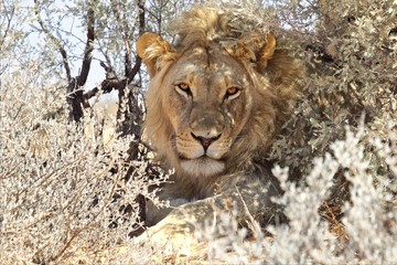 a lion in the bush at kgalagadi national park south africa