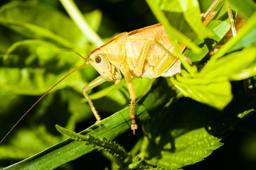 Field grasshopper on a leaf