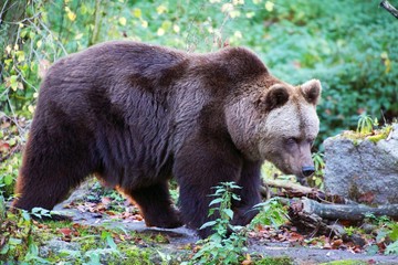 Fototapeta premium bear at the Bavarian Forest National Park germany