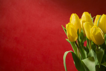 Bunch of yellow tulips on red background