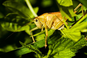Field grasshopper on a leaf