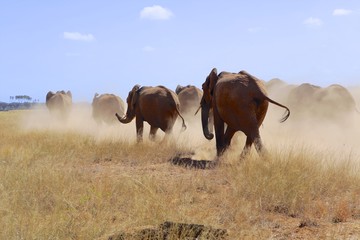 herd of elephants a samburu national park kenya
