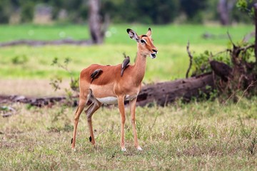 impala with birds at masai mara national park