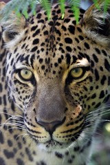 Fototapeta premium portrait of a wonderful leopard at the kruger national park south africa