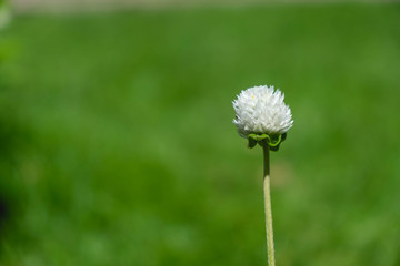 flower grass stand alone on green field background