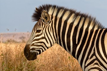 Naklejka premium portrait of a zebra at the kruger national park south africa