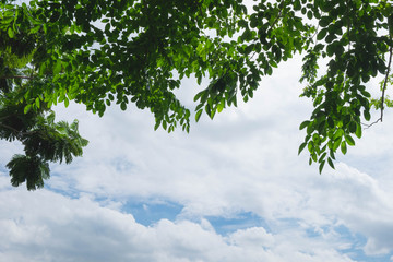 Fototapeta premium beautiful sky looking from under tree