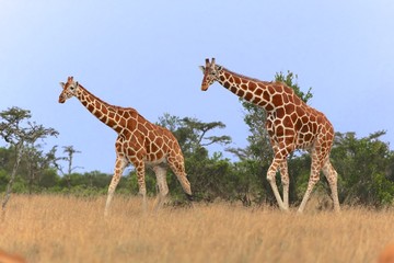 Obraz premium two giraffes walking in the samburu national park kenya