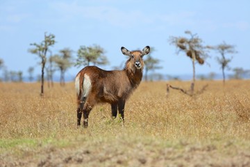 Obraz premium young waterbuck at masai mara national park