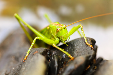 Green grasshopper on black pebbles