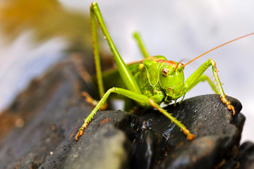 Green grasshopper on black pebbles