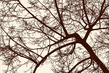 branches of a deciduous tree in the spring