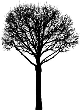 silhouette of a deciduous tree in the winter