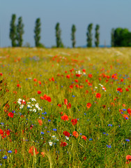 wheat field and flowers