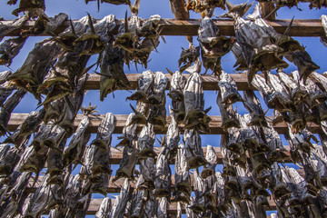 Norwegia Lofoty Moskenesoya © slawjanek