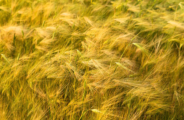 Ripening ears of yellow wheat field.