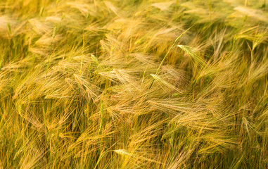 Ripening ears of yellow wheat field.