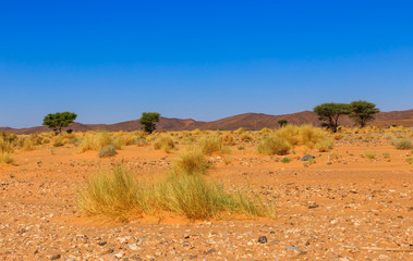 landscape in the Sahara desert